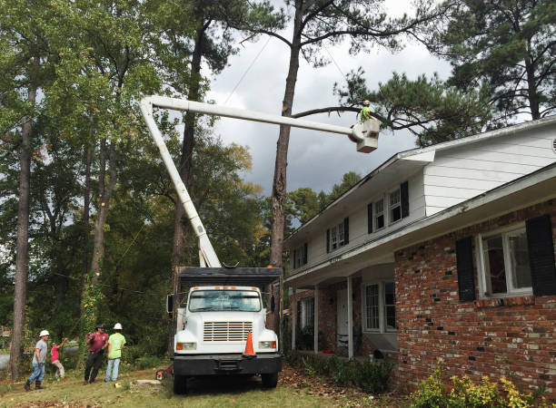 Best Tree Removal  in Gibsonia, PA