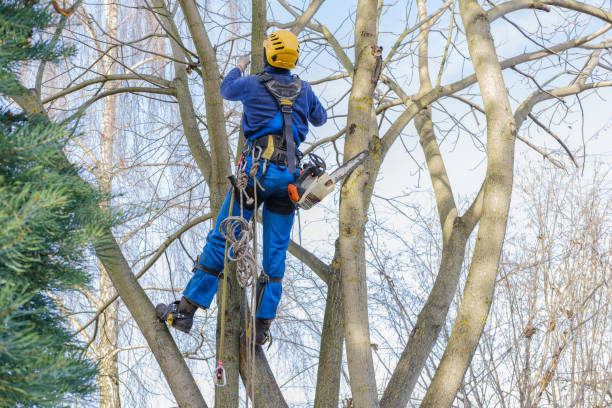 Best Tree Health Inspection  in Gibsonia, PA